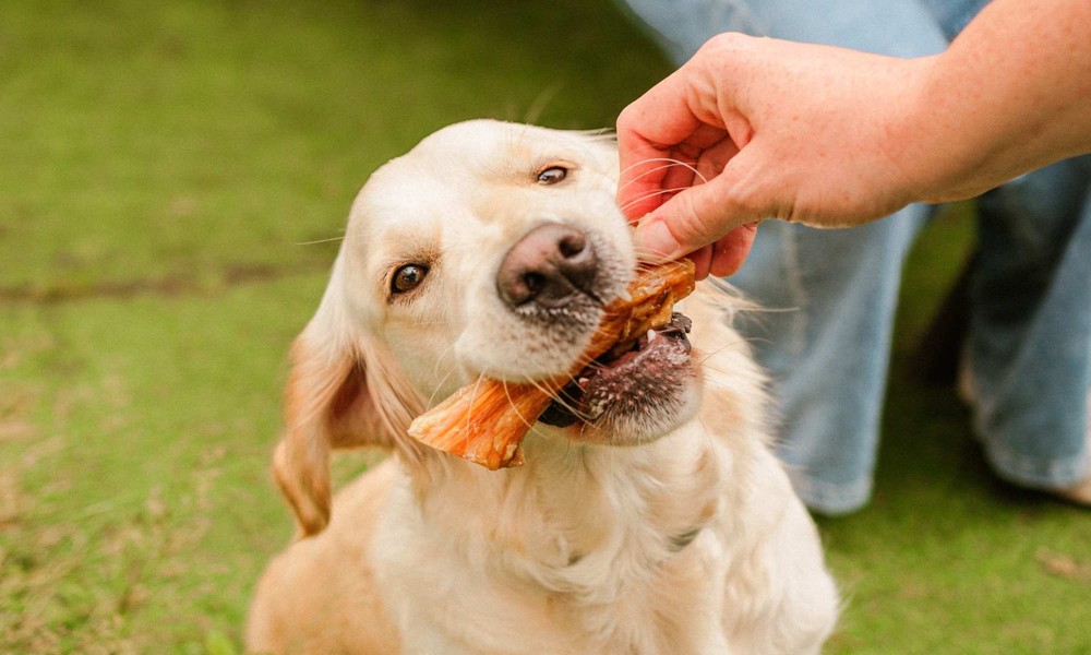 Why Nutrient Rich Dog Treats Matter More Than Ever